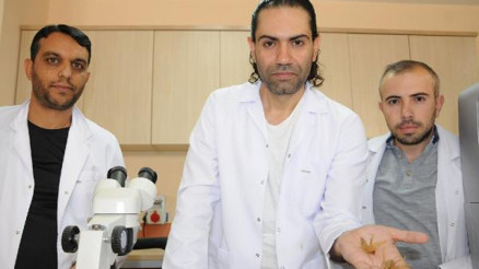 Prof. Dr. Hakan Demir: Sarı kız olarak bilenen örümcek zehirsiz