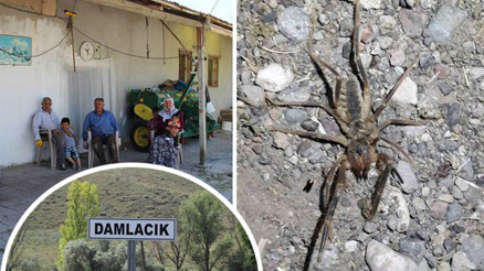 Hava kararınca ortaya çıkıyorlar, köylüler panik içinde