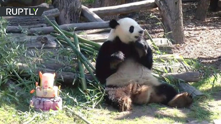 Berlindeki hayvanat bahçesinin maskotu panda 8inci yaş gününü kutladı