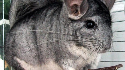 Nesli tükenme tehlikesi altındaki Çinçillaları satıyorlar