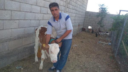 Buzağıya yanlış iğne yapıldığı iddiasıyla şikayetçi oldu