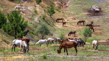 Haftalardır Beykozda bekliyorlardı... Karar verildi