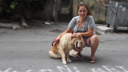 Komşuların kedi kavgası