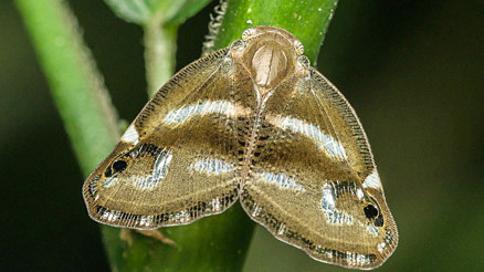 Vampir kelebek istilası: Çaya ve fındığa dadanmıştı, şimdi İstanbul’da Vampir kelebek istilası: Çaya ve fındığa dadanmıştı, şimdi İstanbul’da
