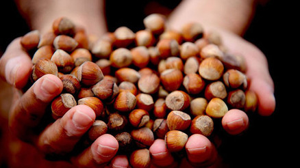 Borsalarda 748 bin ton fındık işlem gördü