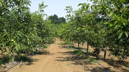 30 yıl önce el koyulan arazi, köylülere ceviz bahçesi olarak verildi