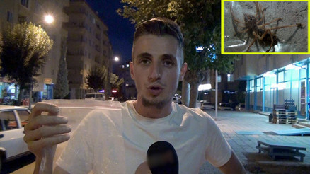 Bu örümcek korkutuyor