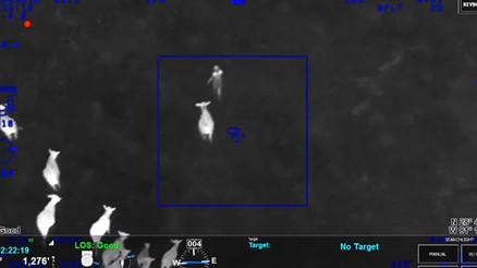 Kadın otomobil hırsızını inekler kovaladı Kadın otomobil hırsızını inekler kovaladı