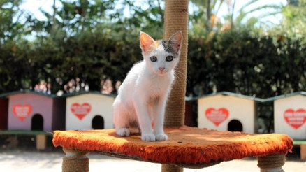 Kedi Parka turist ilgisi
