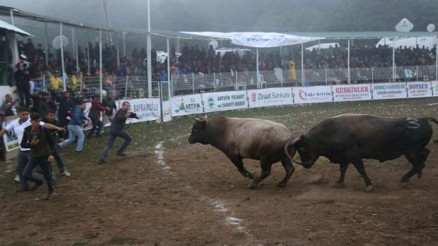 Kafkasörde Dimitri adlı boğa Türkiye şampiyonu oldu