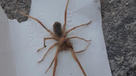 Şehir efsanesi sona erdi