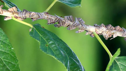 Doğu Karadeniz’i esir alan böcek, vatandaşların korkulu rüyası oldu