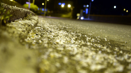 Kelebeklerin ölüm uçuşu görsel şölene dönüştü