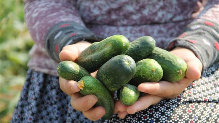 Turşuluk salatalık üreticinin yüzünü güldürüyor