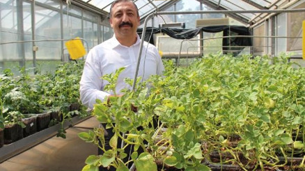 Türkiyede ilk topraksız yerli ve milli patates çeşitleri üretiliyor