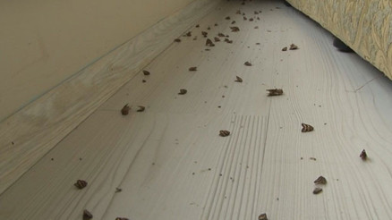 O ilde evleri vampir kelebekler istila etti... Hava kararınca...