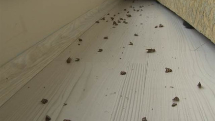 Vampir kelebekler Rizede bu kez evleri istila etti