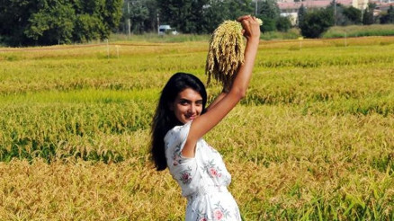 Çeltik tarlası, fotoğraf stüdyosuna döndü