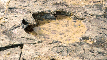 En yaşlı dino fosili