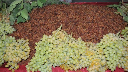 Çekirdeksiz kuru üzüm ihracatı 280 bin tona ulaştı