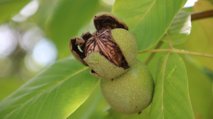 Kaman cevizinde hasat dönemi