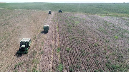 Biçerdöverle bir günde, 500 işçinin topladığı pamuk toplanıyor