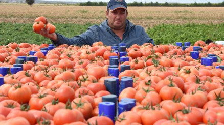 Çanakkalede domates üreticisinin yüzü güldü