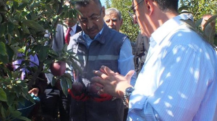 Cumhurbaşkanı Yardımcısı Oktay, Yozgatta elma hasadına katıldı