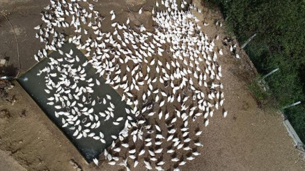 Kazdağları eteklerinde kaz yetiştiriyorlar