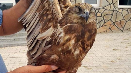 Kızıl şahinin gözlerini diktiler O avcıların cezası belli oldu