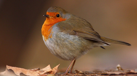 Kuş gözlemcileri Ormanya’da buluştu
