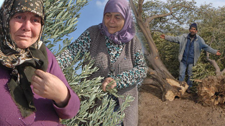 Yırcada yeniden oluşturulan zeytinlikte ilk hasat