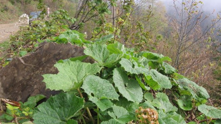 Kabalak (devetabanı) nedir Kabalak otunun faydaları