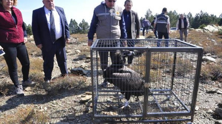 Tedavi edilen kara akbaba ve orman kartalı doğaya salındı