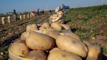 Niğde’de kışlık patates hasadı başladı