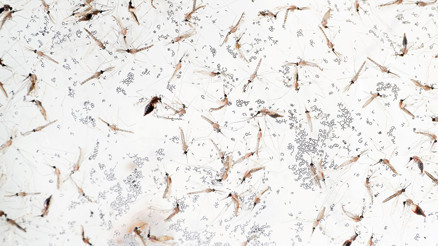 Genetiği değiştirilmiş sivrisinekler doğaya bırakılıyor