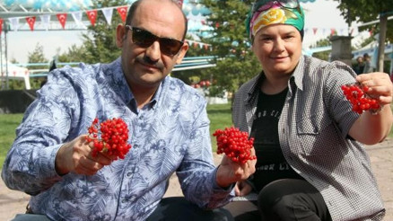 Kayseride gilaburu hasadı başladı