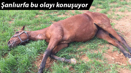 Herkes merak ediyordu: O atlar bu yüzden ölmüş