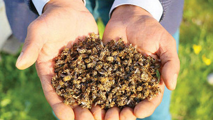 Arıcılar: Tarım ilaçları yasaklansın... Yılda 150 bin kovan ölüyor