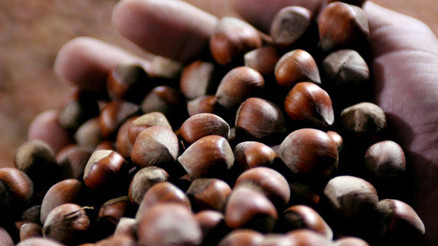 TMO Fındık için randevu almaya başladı