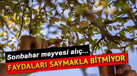Alıç nedir Alıcın faydaları neler