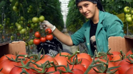 Domates serası kadınların umudu oldu