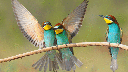 Burdur için yeşil önlem