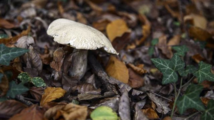 Mantar uzmanı Jilber Barutçiyandan köygöçüren uyarısı Mantar uzmanı Jilber Barutçiyandan köygöçüren uyarısı