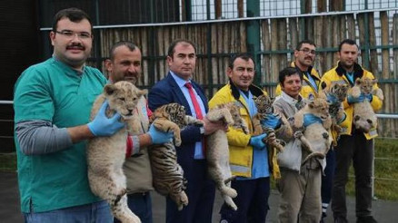Hayvanat bahçesinin maskotu ikiz aslanlar 1 yaşına girdi
