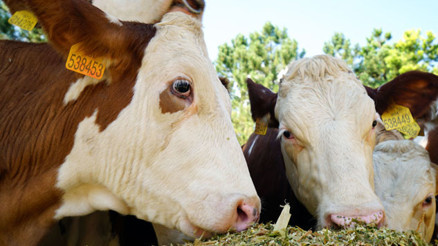 Yem ithalatında 1 milyar dolar cepte kalacak