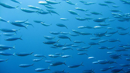 Akdenize 155 bin balık bırakıldı