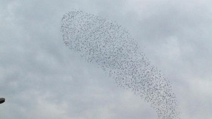Sığırcık kuşlarının dansı hayran bıraktı