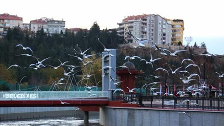 Gümüşdere’nin martıları