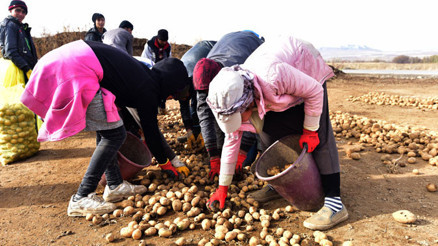 Ahlat’tan Irak’a patates